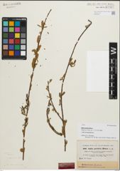Foto von Salix persica Boiss.